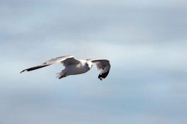 Seagull Flying In The Sky — Stock Photo, Image
