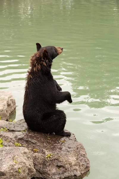 Urso preto sentado acima vista lateral — Fotografia de Stock