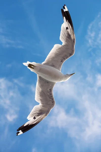 Seagull Flying In The Sky — Stock Photo, Image