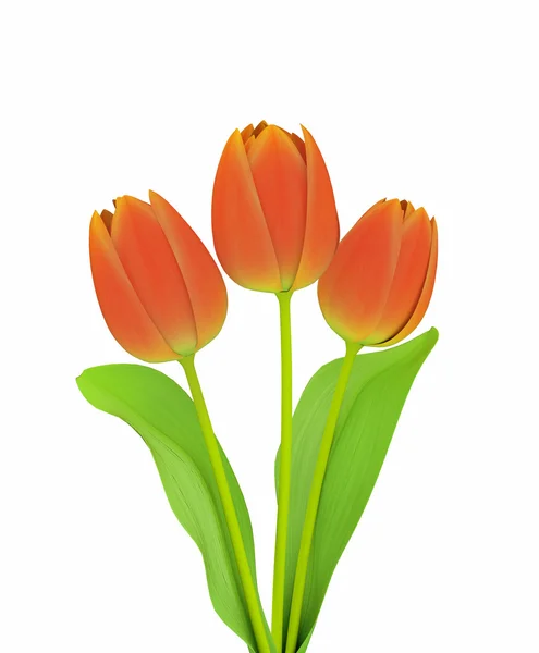 Červené tulipány — Stock fotografie