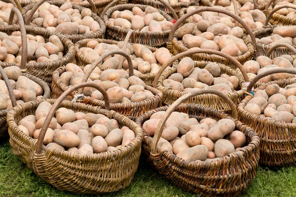 Aardappelen — Stockfoto