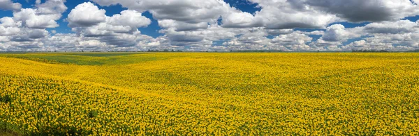 Słoneczniki, panorama — Zdjęcie stockowe