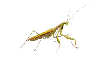 peygamber devesi