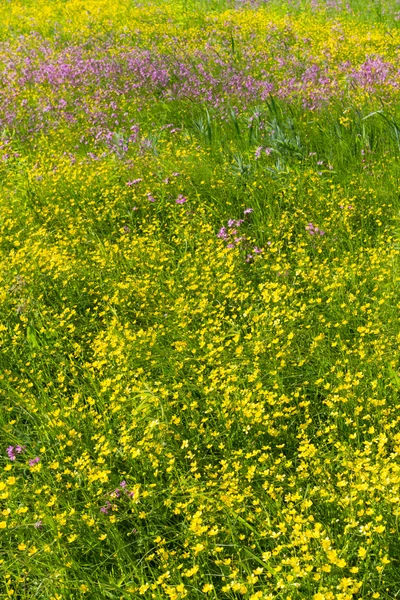 Flores de prado — Fotografia de Stock