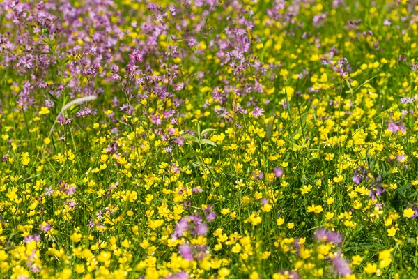 Fleurs de prairie — Photo