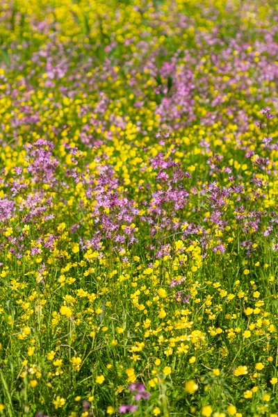 Flores de prado — Fotografia de Stock
