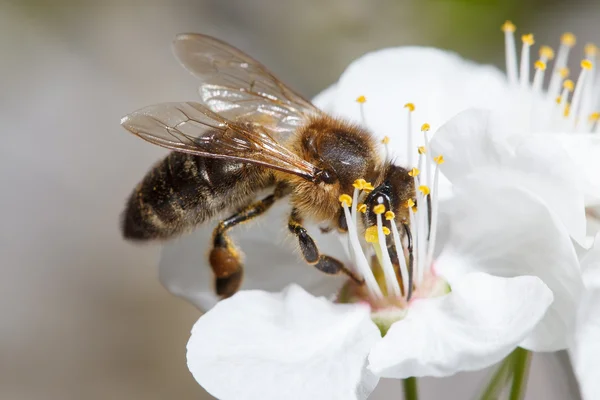 Uma abelha em uma flor branca — Fotografia de Stock