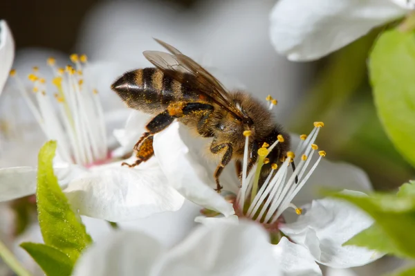 Uma abelha em uma flor branca — Fotografia de Stock