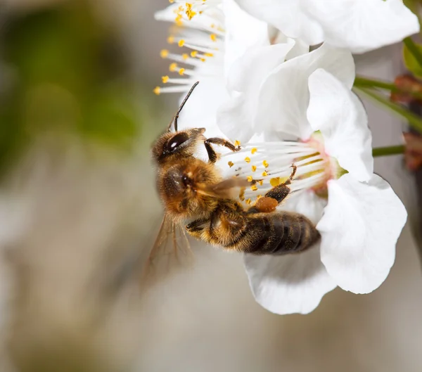 Uma abelha em uma flor branca — Fotografia de Stock