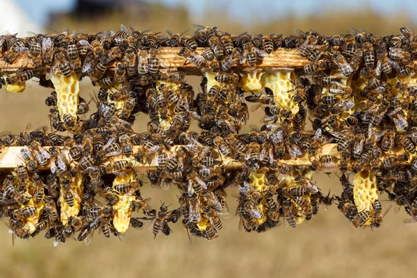 Abejas — Foto de Stock