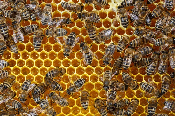 Abejas — Foto de Stock