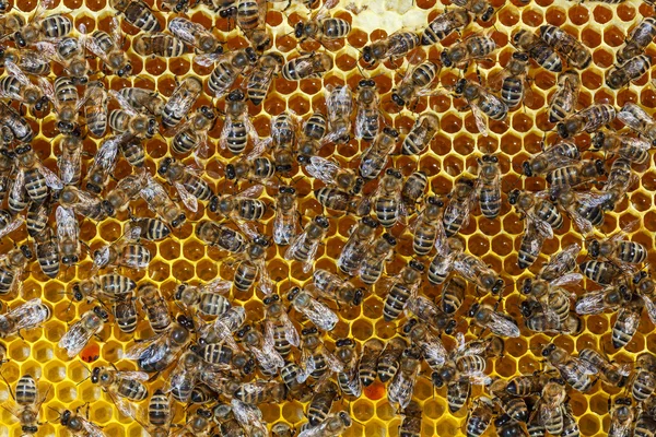 Bees — Stock Photo, Image