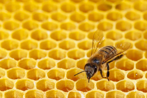 Bee on a combs — Stock Photo, Image