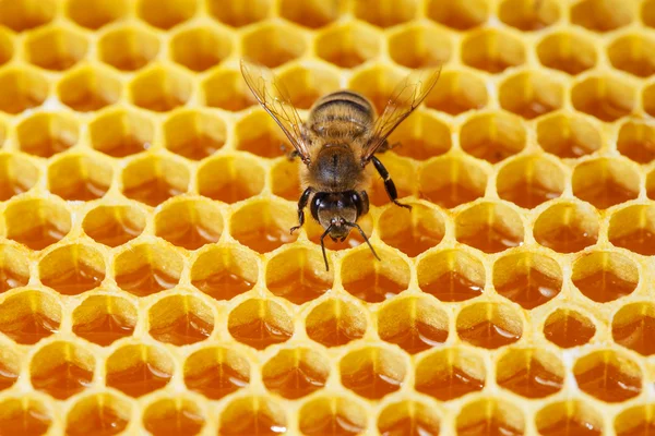 Abeja en peines — Foto de Stock