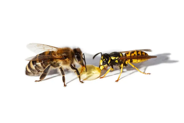 Bee en wasp — Stockfoto