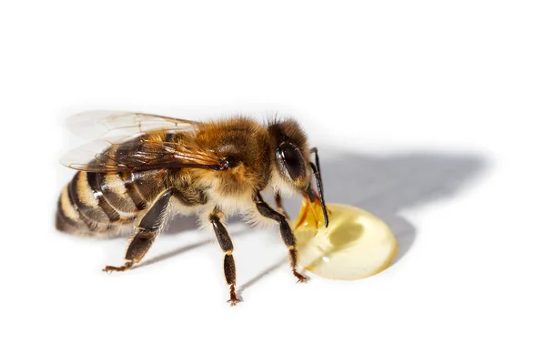 Пчела на белом фоне — стоковое фото