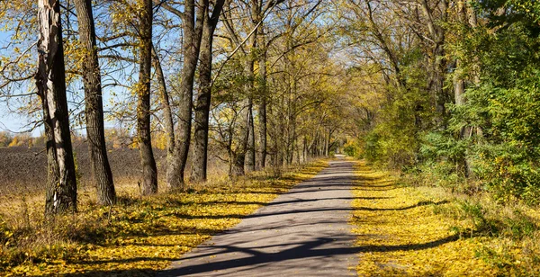 Camino de otoño, panorama — Foto de Stock