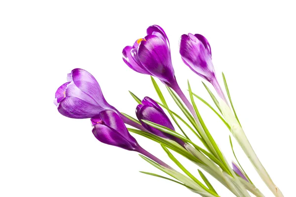 Crocuses Royalty Free Stock Images
