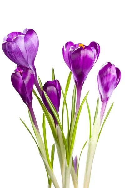 Crocuses Royalty Free Stock Images