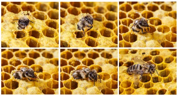 Abejas de nacimiento —  Fotos de Stock