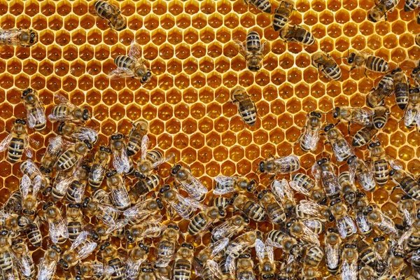 Abejas — Foto de Stock