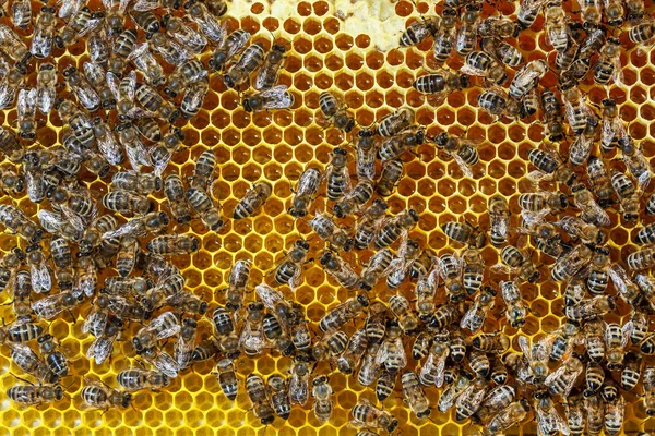 Bees — Stock Photo, Image