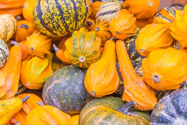 Squash and pumpkins from the market — Stock Photo, Image