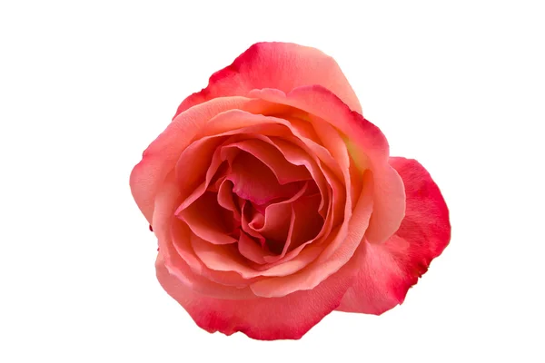 Pink rose isolated on white background Stock Picture