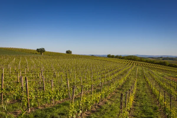 Wina wzgórza w północnych Włoszech — Zdjęcie stockowe
