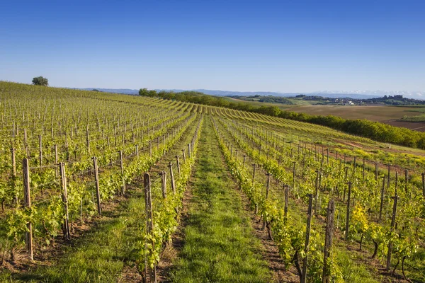 Winnica wino kraj w północnych Włoszech — Zdjęcie stockowe