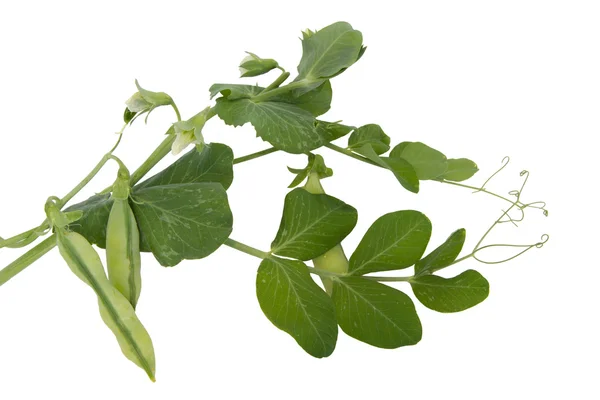 Fresh green peas with leaves and flowers Royalty Free Stock Photos