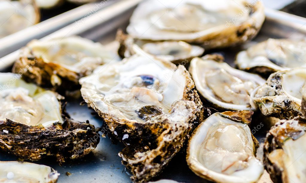 Raw Oysters Closeup
