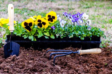 Planting Flowers clipart