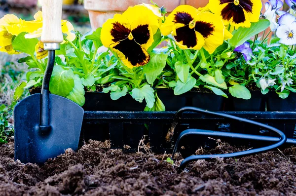 Planting Flowers Closeup — Stock Image Planting Flowers Closeup Stock Image