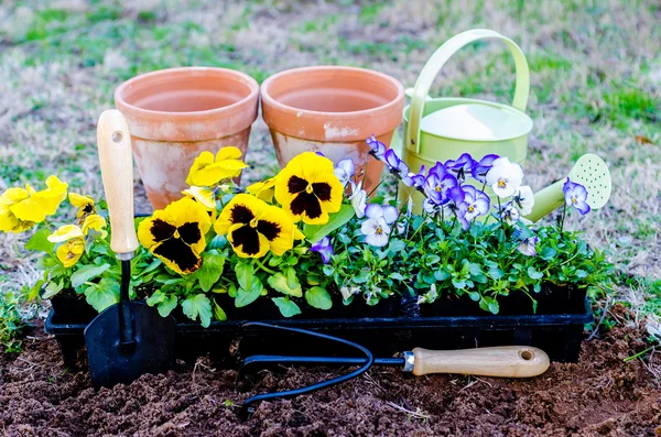 Spring Fever — Stock Image Spring Fever Stock Picture