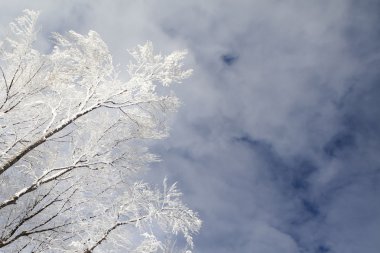 Mavi gökyüzü üzerinde metin yer yer kar kaplı ağaçlar