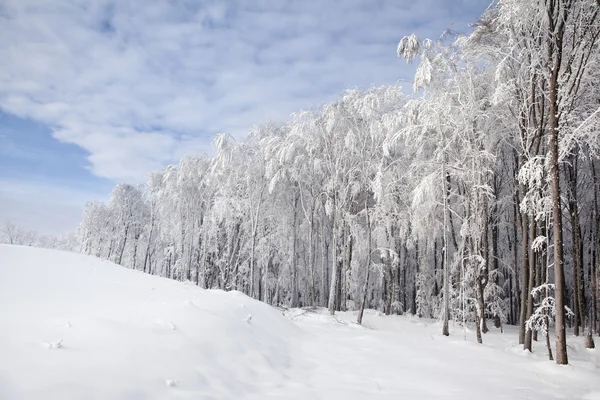 Schöner weißer Wald im Winter — Stockfoto