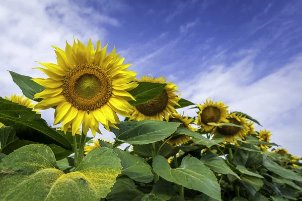 Solros fält, närbild — Stockfoto