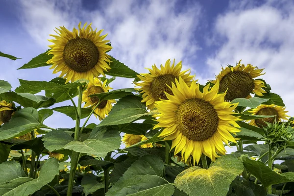 Zonnebloemen — Stockfoto