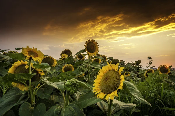 Beautiful sunset over a sunflower field — Stock Photo, Image