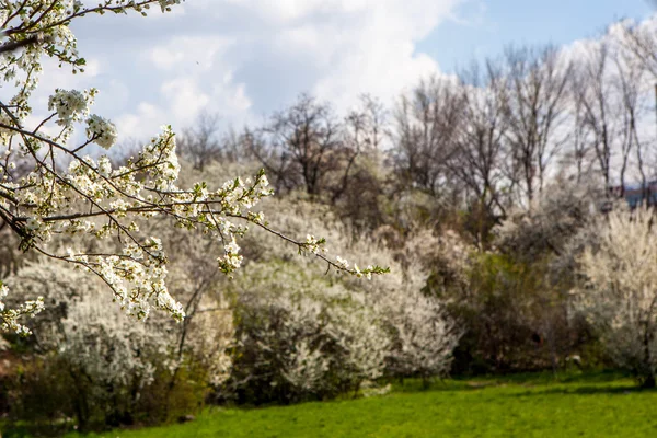 Albero fiorito in primavera sul prato rurale — Foto Stock