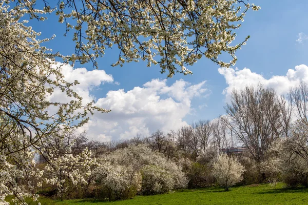 Albero fiorito in cornice primaverile — Foto Stock