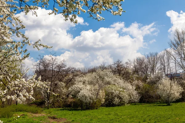 Bloeiende boom in voorjaar frame — Stockfoto