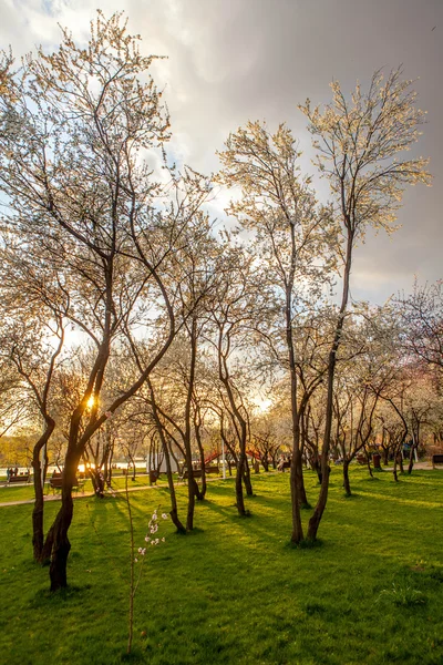 Albero fiorito in primavera sul prato rurale al tramonto — Foto Stock