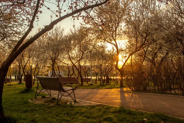 Blühender Baum im Frühling auf der bäuerlichen Wiese bei Sonnenuntergang — Stockfoto