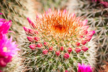 Dekoratif kaktüs bitkileri yakın çekim