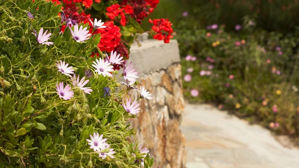 Flowers bougainvillea — Stock Photo, Image