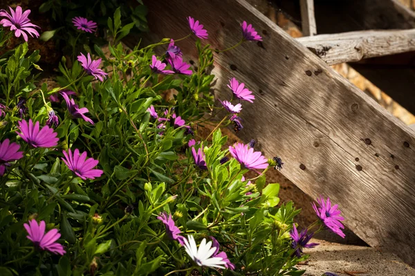 Flowers — Stock Photo, Image