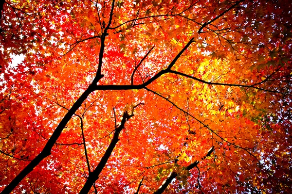 Colores de otoño en Japón — Foto de Stock