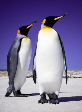 falkland Adaları üzerinde gönüllü noktada penguenler Kral